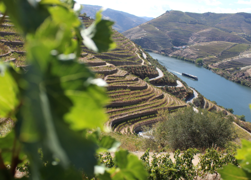 TOUR DOURO VINHATEIRO